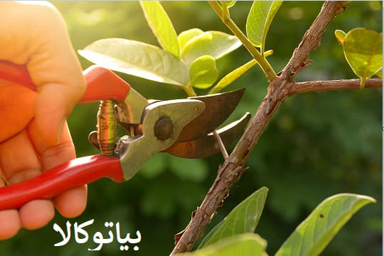 هرس گام به گام شلیل